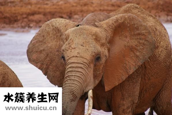 家养甲鱼怎么冬眠