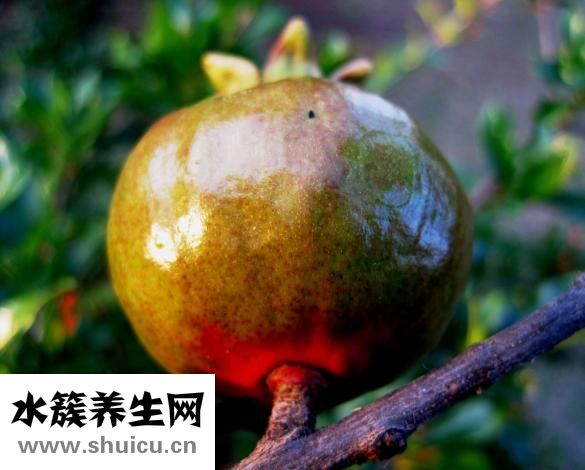 宝宝怎么吃石榴