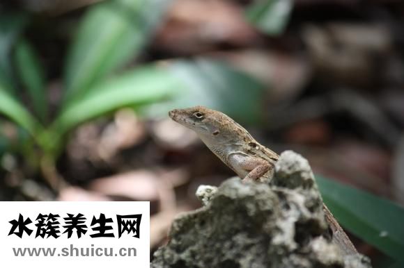 害怕壁虎怎么办