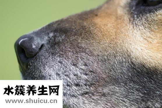 烧烤怎么烤才不会焦
