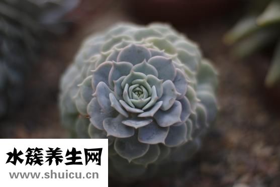 手上起肉刺怎么办