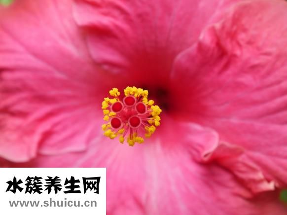 玉璧怎么佩戴