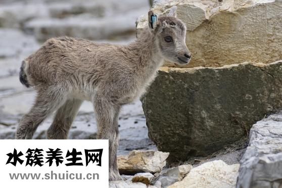 狗狗哮喘症病怎么办