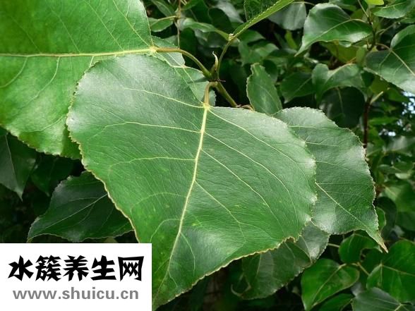 菠菜怎么炒不涩