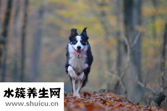 猫肚疼怎么办