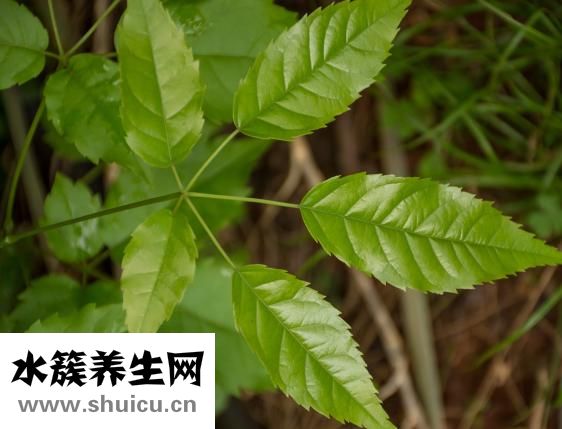 怎么种植植萎仁二种植凋谢方法种子凋谢种植的方法