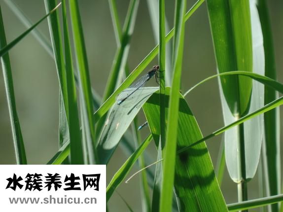 艾叶生姜水怎么熬