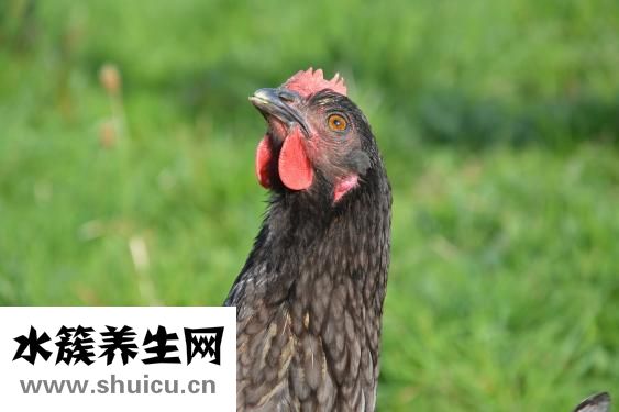 小鸡仔怎么分公母