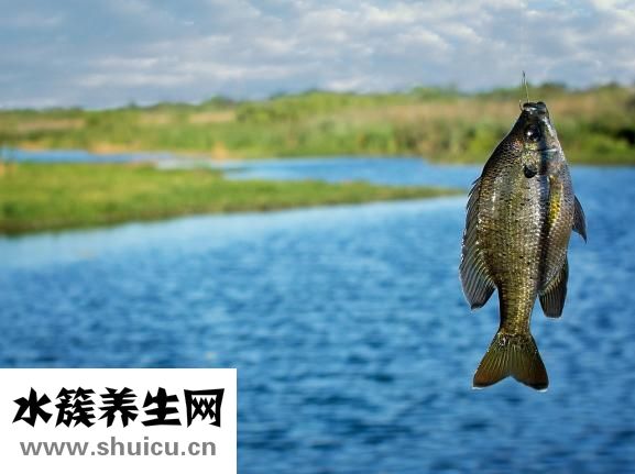 小田鱼怎么养