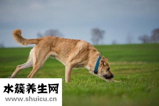 猫肚疼怎么办