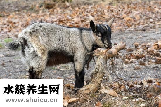 狗狗哮喘症病怎么办