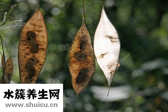 怎么种植爪萎仁