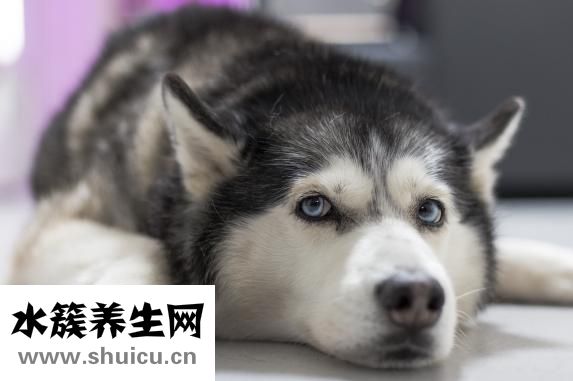 狗狗怕打针怎么办