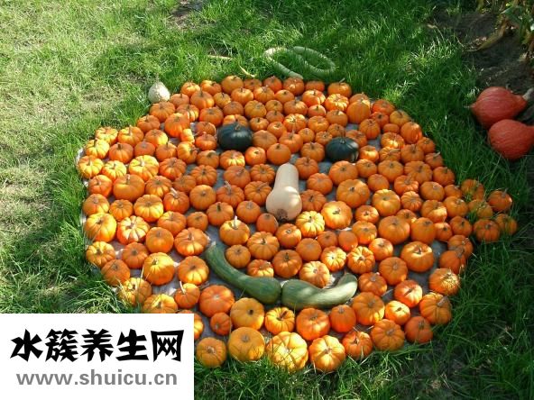家里豆子生虫怎么除