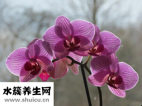 怎么知道胎儿的血型