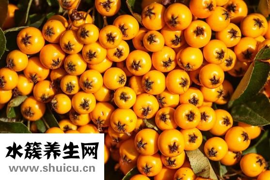 怎么种橙子