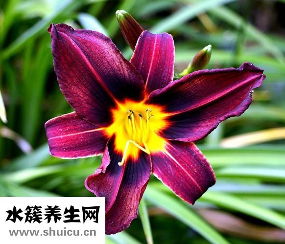 怎么清血毒血热血燥