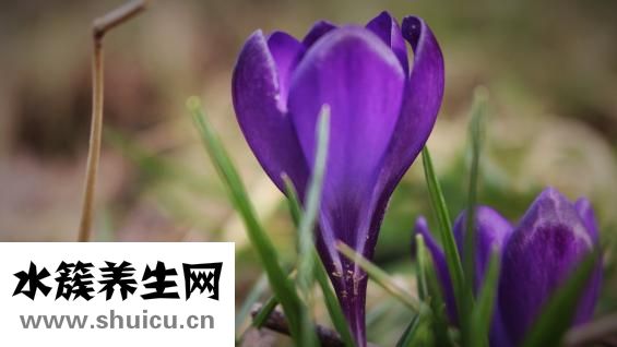 藏红花应该怎么吃