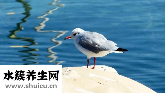 怎么确定肥胖类型
