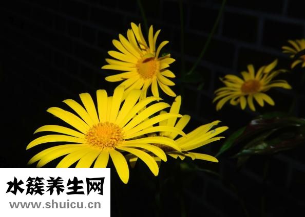 梭子蟹火锅怎么做