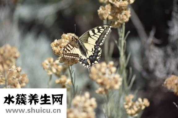 燕尾裙怎么翻译
