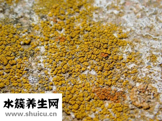 蒜花怎么炒
