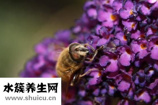 柚子茶太苦怎么办