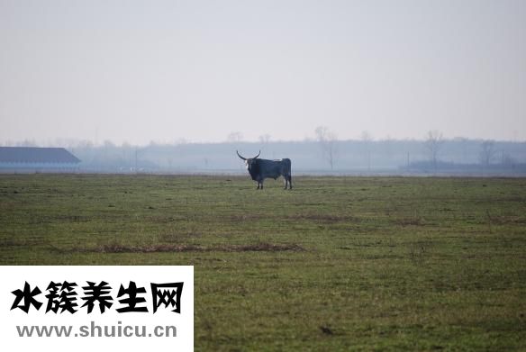 牛肉绦虫怎么打