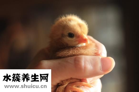 小鸡长大了怎么办