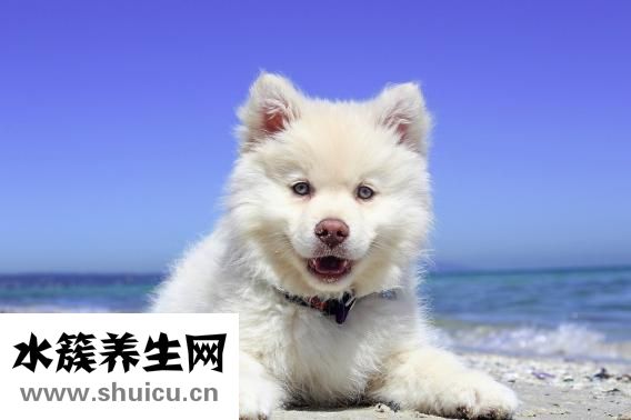 怎么让狗狗鼻子变黑