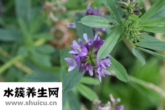 豆芽夹是怎么火的