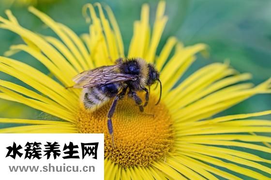 怎么毒死蜜蜂