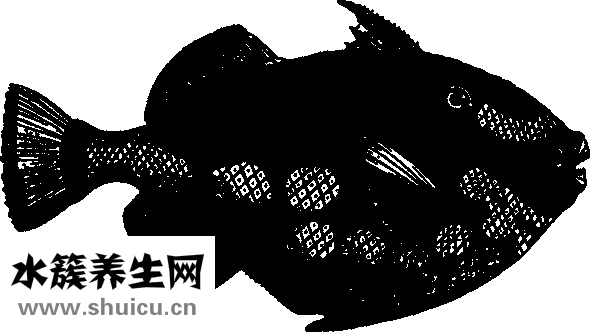 海鱼籽怎么做好吃