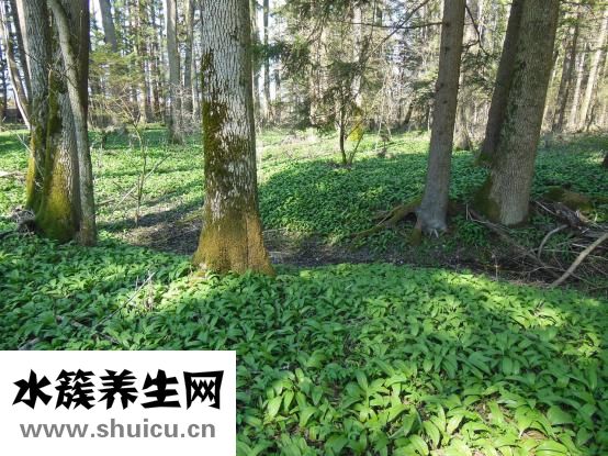 红烧鲐鱼怎么做好吃