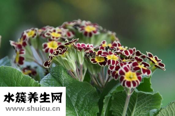 江嘉年怎么变胖的