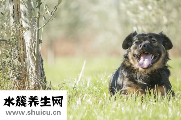 狗狗怕打针怎么办