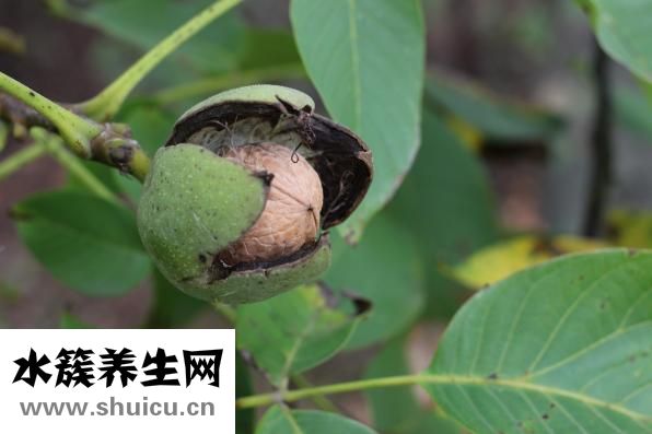 核桃快递怎么包装