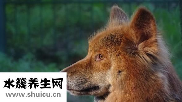猎狗怎么挑选