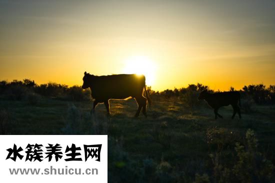 牛肉绦虫怎么打