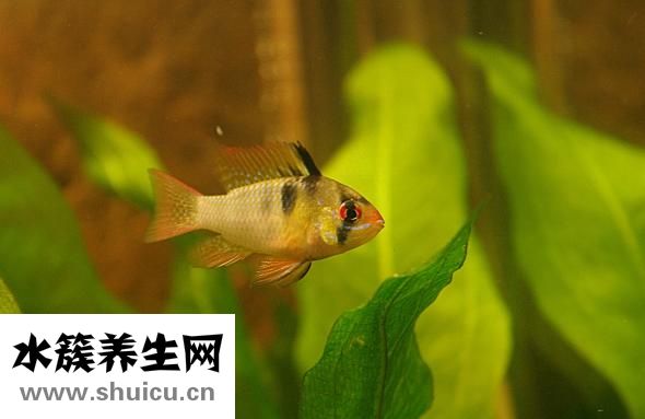 热带鱼外寄怎么治