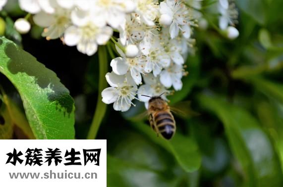 怎么毒死蜜蜂