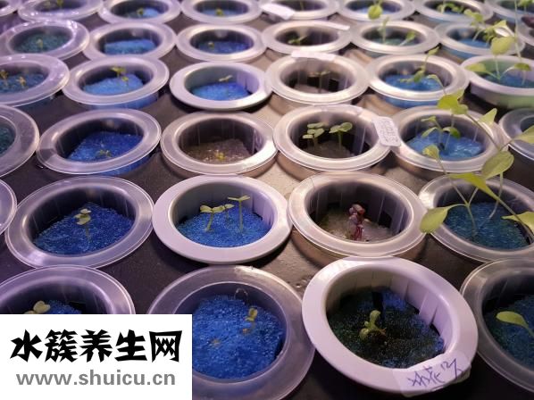 豆芽夹是怎么火的