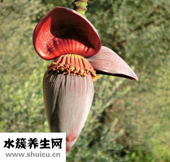 宝宝怎么吃香蕉