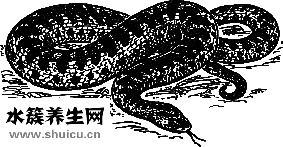 小腿上有蛇皮怎么办