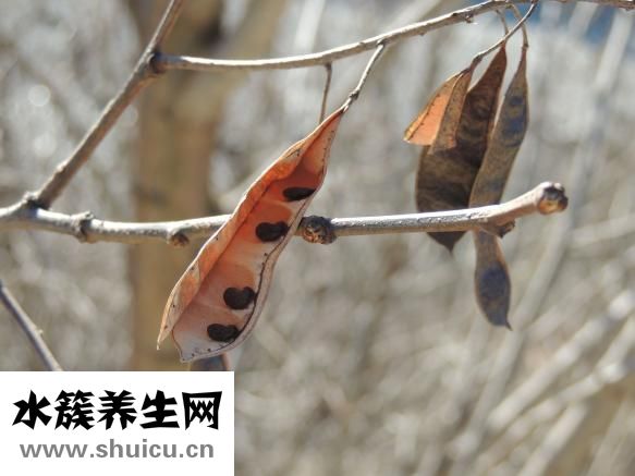 怎么用微波炉烤腰果
