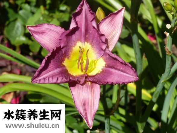 怎么清血毒血热血燥