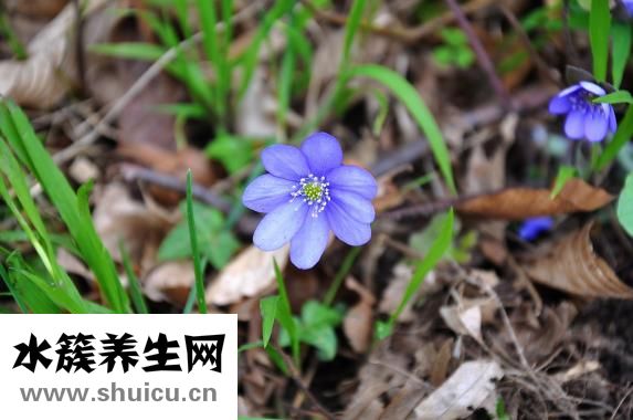 扇贝贝壳怎么获得