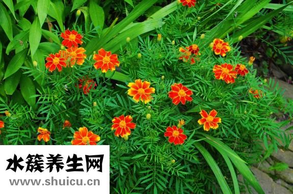沙宣头要怎么打理