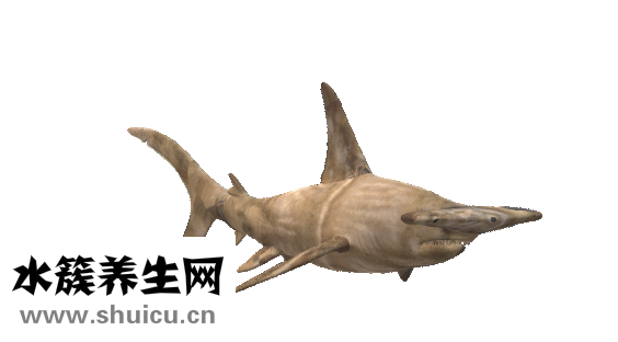 海鱼籽怎么做好吃