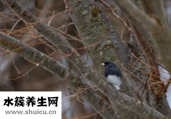 怎么分辨出燕鲅鱼的